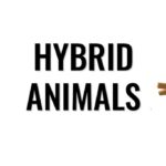 hybrid-animals-mod-apk